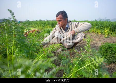 Eine Karotte Landwirt rauchen und Ernte im Winter morgen in Savar, Bangladesh. Stockfoto