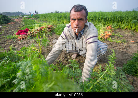 Eine Karotte Landwirt rauchen und Ernte im Winter morgen in Savar, Bangladesh. Stockfoto