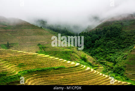 Nebelig mystische Reis terrasse Landschaft in Longsheng, China, Asien Stockfoto