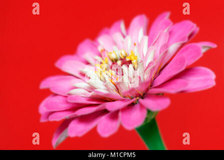 Gemeinsame Zinnia, Blüte/(Zinnia elegans) Zinnie, bluete/(Zinnia elegans) Stockfoto