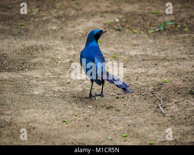 Blauohrstarling (Lamprotornis Chalybaeus) am Boden in Simbabwe, Afrika Stockfoto