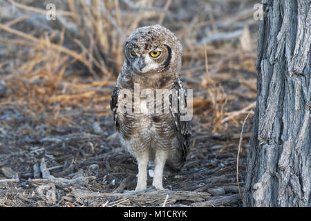 Gefleckte Uhu (Bubo africanus), jungen Vogel auf dem Boden nach Beute bei Einbruch der Dunkelheit suchen, Kgalagadi Transfrontier Park, Northern Cape, Südafrika, Afrika Stockfoto