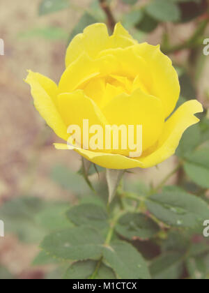 gelbe rose Stockfoto