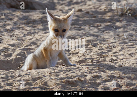 Junge Cape Fox (Vulpes chama) Blick vom Graben, Eingang, Morgenlicht, Kgalagadi Transfrontier Park, Northern Cape, Südafrika, Afrika Stockfoto