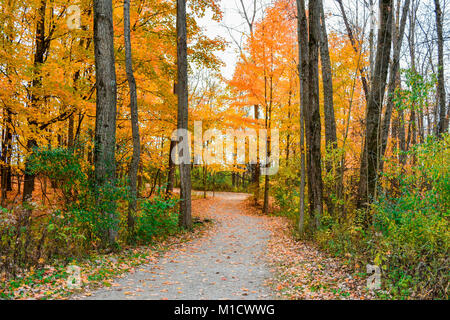 Ein Wanderweg durch den Wald an der Spitze der fallen. Schöne Herbstfarben umgibt den Pfad. Laub Linie dem Schotterweg. Stockfoto