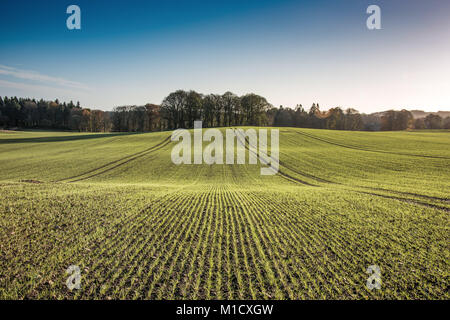 Regimented Linien der neu gepflanzten Wintergerste in den Bereichen Aberdeenshire Stockfoto