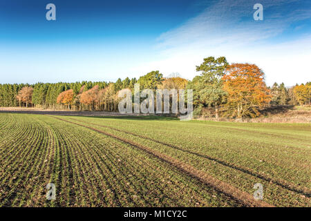 Regimented Linien der neu gepflanzten Wintergerste in den Bereichen Aberdeenshire Stockfoto