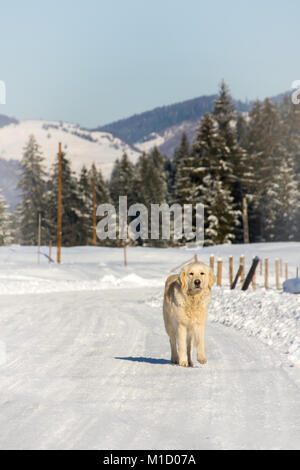 Portrait eines Hundes auf einem Schnee unterwegs mit dem Berg im Hintergrund Stockfoto