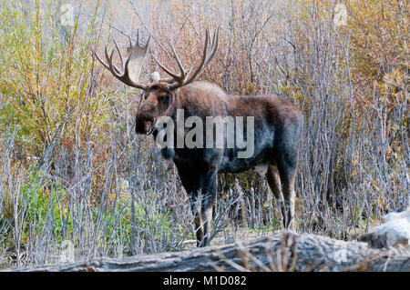 Trophy stier Elch (Alces alces) im Grand Teton National Park, Wyoming Stockfoto