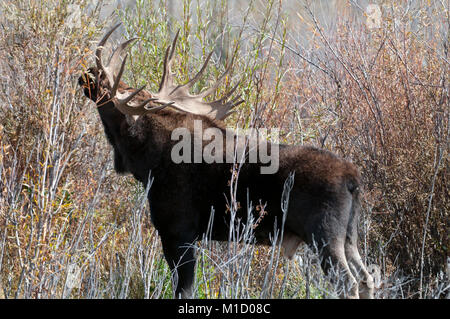 Bull Moose Fütterung auf Weiden im Grand Teton National Park Wyoming Stockfoto