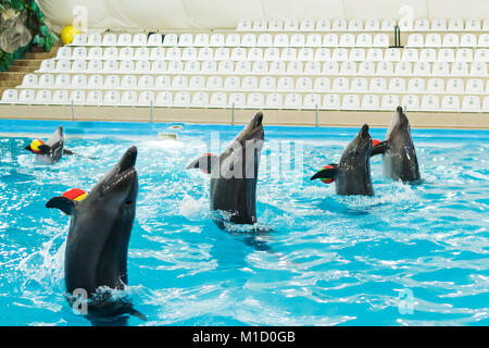 Delphin Show im Delphinarium Stockfoto