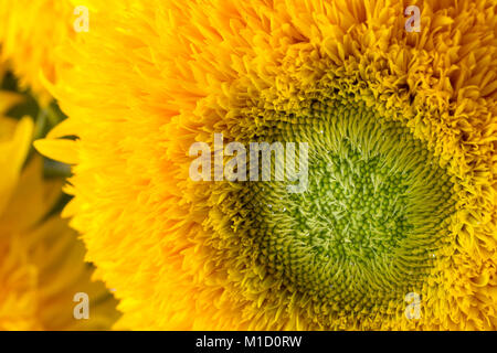 Bündel Sonnenblumen Teddybär in einem Glas Vase. Ein Zwerg sonnenblume Anlage mit mehreren großen gelben Golden doppelte Blüten. Stockfoto