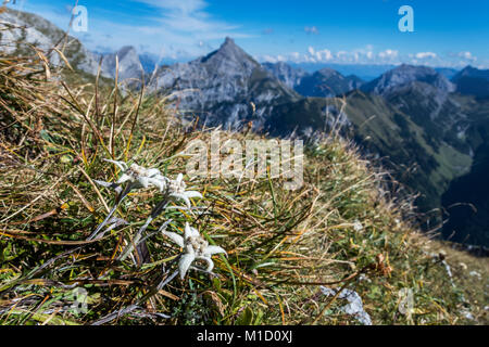 Edelweiß in den Alpen karwendel Stockfoto