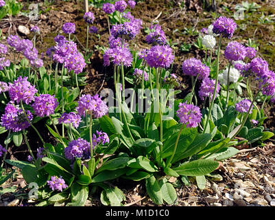 Primula denticulata, manchmal drumstick Primula oder Zahn-leaved Primrose in voller Blüte. Stockfoto