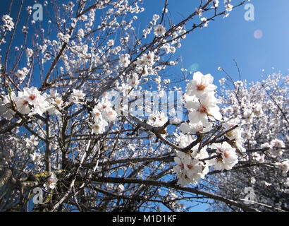 Blühende Mandelbäume auf einem Bauernhof im Januar in ländlichen Mallorca, Balearen, Spanien Stockfoto