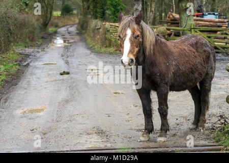 Eine Kastanie gefärbt New Forest Pony (Equus caballus) mit Wintermantel, nassen und schlammigen im New Forest National Park in Hampshire, England, Großbritannien Stockfoto