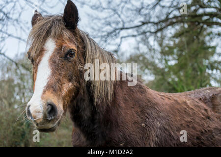 Eine Kastanie gefärbt New Forest Pony (Equus caballus) mit Wintermantel, nassen und schlammigen im New Forest National Park in Hampshire, England, Großbritannien Stockfoto