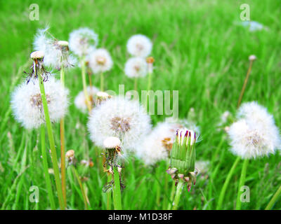 Flauschigen weißen voll und geblasen Löwenzahn blühen in der grünen Wiese Hintergrund. Sonnigen Tag und ruhigen Licht Stockfoto