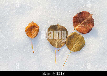 Trockenes Herbstlaub auf frischem Winterschnee – saisonales Konzept, das den Übergang vom Herbst zum Winter in der Natur zeigt. Stockfoto