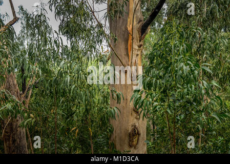 Eukalyptus Wald in der Nähe von Achadas da Cruz, Madeira, Portugal, Eukalyptuswald bei Achadas da Cruz Stockfoto