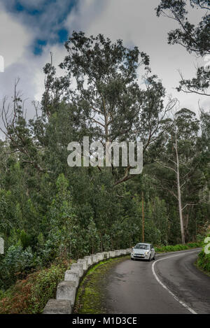 Eukalyptus Wald in der Nähe von Achadas da Cruz, Madeira, Portugal, Eukalyptuswald bei Achadas da Cruz Stockfoto