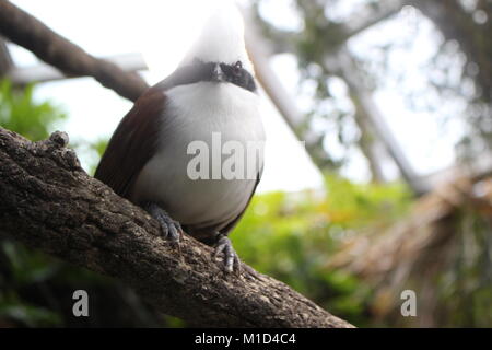 Schwarze und weiße Vogel Stockfoto