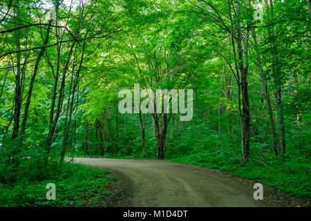 Unbefestigte Straße durch den Wald. Warren Woods State Park, Michigan. Stockfoto