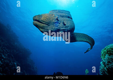 Riesenmuräne (Gymnothorax javanicus), gratis Schwimmen, Malediven Inseln, Indischer Ozean, Asien Stockfoto