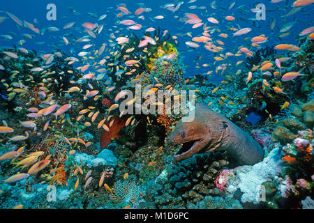 Riesenmuräne (Gymnothorax javanicus) umgeben von Jewel fairy basslets (Pseudanthias squamipinnis) an einem Korallenriff, Malediven Inseln, Indischer Ozean Stockfoto