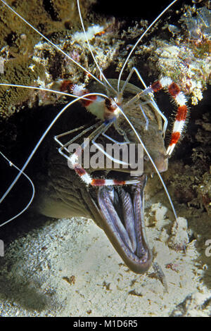 Reinigungsstation, Gebändert Coral Garnelen (Stenopus hispidus) reinigt eine Riesenmuräne (Gymnothorax javanicus), Malediven Inseln, Indischer Ozean, Asien Stockfoto