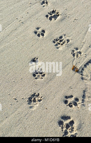 Hund Pfotenabdrücke auf einem Southern California Beach. Stockfoto