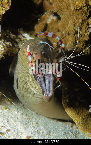 Reinigungsstation, Gebändert Coral Garnelen (Stenopus hispidus) reinigt eine Riesenmuräne (Gymnothorax javanicus), Malediven Inseln, Indischer Ozean, Asien Stockfoto