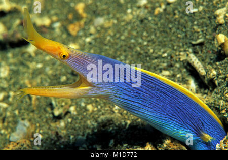 Blau und Gelb ribbon eel (Rhinomuraena quaesita) auch als Ghost Moray bekannt, proterandrie, juvenile Schwarz, weiblich, männlich Gelb metallic-blau Stockfoto