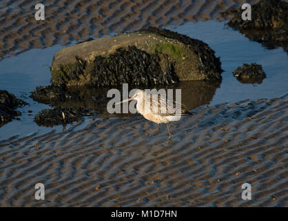 Bar-tailed Godwit, Limosa laponica, am Strand in der Bucht von Morecambe, Lancashire, Großbritannien Stockfoto