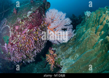 Coral Reef bei Elephant Head Rock Tauchplatz in der Andaman Sea, Thailand. Dezember, 2017. Immer noch sehr schön, aber es gibt Zeichen von Coral Krankheit. Stockfoto