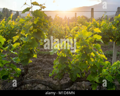 Die Weinberge von der Halbinsel Krim in der untergehenden Sonne Stockfoto