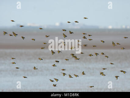 Eine Herde oder Charme der Goldfinches, Carduelis carduelis, im Winter, fliegen über Morecambe Bay, Lancashire, Großbritannien Stockfoto