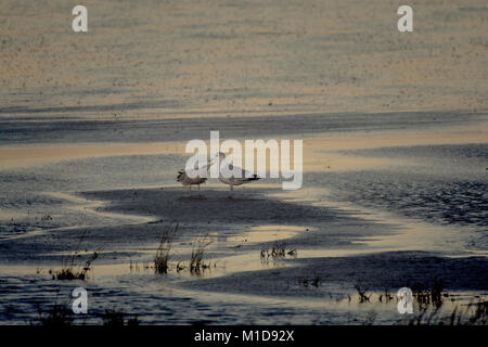 Silbermöwe, Larus argentatus, mit Jugendlicher, am Strand, Morecambe Bay, Lancashire, Großbritannien Stockfoto