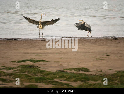 Zwei Graureiher Ardea cinerea, Streit um Fischereirechte, Wyre Estuary, Lancashire, England, Vereinigtes Königreich Stockfoto