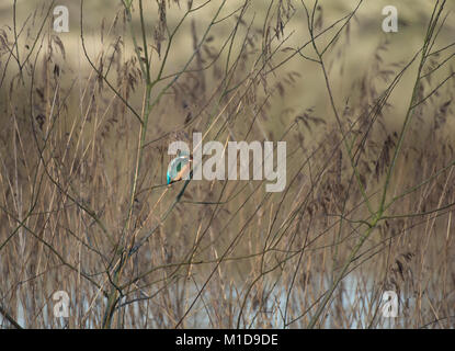 Gemeinsame Eisvogel, Alcedo atthis, in einem kleinen Baum im langen Gras thront, an trüben Tag, Lancashire, Großbritannien Stockfoto