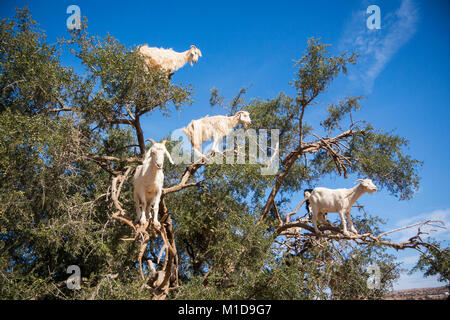 Tamri Ziegen climing auf Arganbäume in Marokko, Afrika. Arganöl wird durch die Verwendung der Samen der Bäume produziert und ist für Hautpflege, Kosmetik und Stockfoto