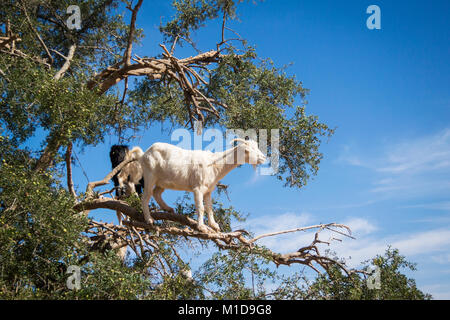 Tamri Ziegen climing auf Arganbäume in Marokko, Afrika. Arganöl wird durch die Verwendung der Samen der Bäume produziert und ist für Hautpflege, Kosmetik und Stockfoto