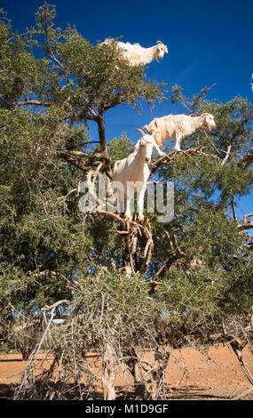 Tamri Ziegen climing auf Arganbäume in Marokko, Afrika. Arganöl wird durch die Verwendung der Samen der Bäume produziert und ist für Hautpflege, Kosmetik und Stockfoto