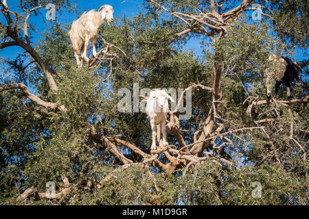 Tamri Ziegen climing auf Arganbäume in Marokko, Afrika. Arganöl wird durch die Verwendung der Samen der Bäume produziert und ist für Hautpflege, Kosmetik und Stockfoto