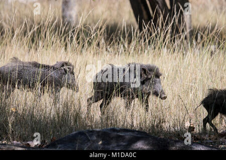 Gruppe von wilden Indischen Wildschweine, Sus scrofa cristatus, laufen in Bandhavgarh Nationalpark, Madhya Pradesh, Indien Stockfoto