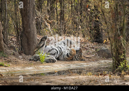 Wild, erwachsenen männlichen Bengal Tiger, Panthera tigris Tigris, Schlafen, Entspannen auf seinem Rücken, Bauch und Hodensack, Bandhavgarh Nationalpark, Indien Stockfoto