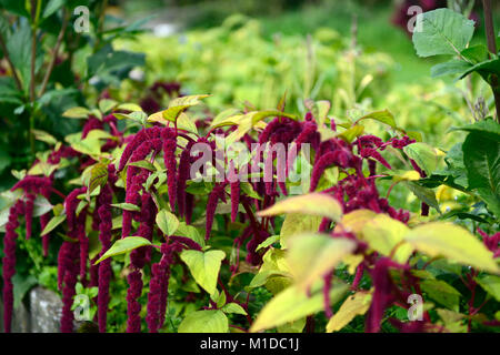 Amaranthus caudatus, Love Lies Bleeding, Blumen, Blume, Blüte, Blüten, Rot, Violett, Blütenstand, Blätter, Laub, RM Floral Stockfoto