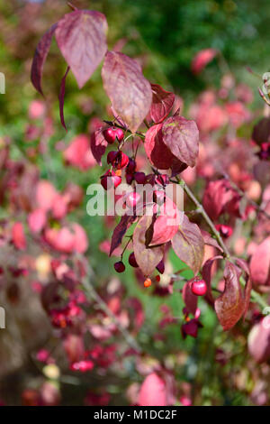 Euonymus planipes, Euonymus sachalinensis, Spindel, Sommergrünen Strauch, Rot, Frucht, Früchte, Samen, Samen, Blätter, Laub, Herbst, Herbst, Herbst, Farbe, Farbe, RM Flora Stockfoto