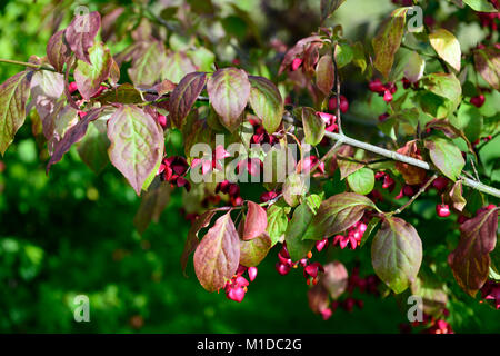 Euonymus planipes, Euonymus sachalinensis, Spindel, Sommergrünen Strauch, Rot, Frucht, Früchte, Samen, Samen, Blätter, Laub, Herbst, Herbst, Herbst, Farbe, Farbe, RM Flora Stockfoto