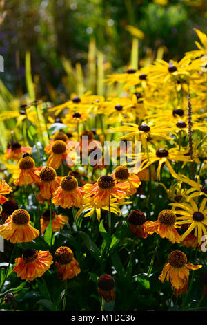 Helenium Rudbeckia fulgida sahins früh, var sullivantii Goldsturm, Black Eyed Susan, gelb Coneflower, Orange, Blume, Blumen, Blüte, mehrjährig, gemischt p Stockfoto